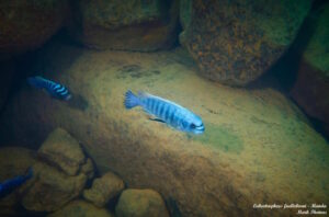 Labeotropheus fuelleborni 'Manda'